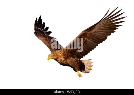 Nach White-tailed eagle, Haliaeetus albicilla, Fliegen mit Flügel öffnen auf weißem Hintergrund. Schneiden Sie wild Raubvogel in Stockfoto