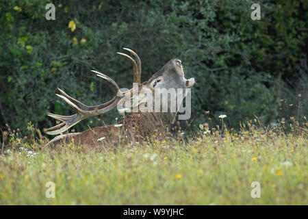 Nach dominanten Rotwild Hirsch, Cervus elaphus, zur Festlegung und Brüllen auf der grünen Wiese mit Blumen in der Brunftzeit im Herbst. Low Angle View von ma Stockfoto