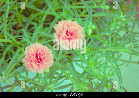 Bunte Blumen von Portulaca Oleracea, die Blüte im Sommer. Stockfoto