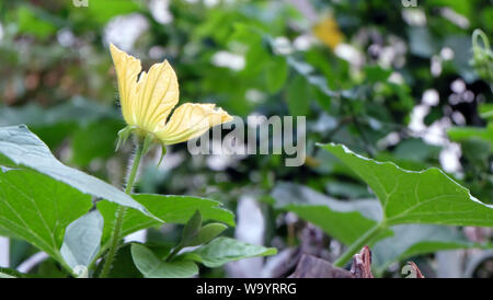 Gelbe bitteren Kürbis Blumen blühen im Garten. Stockfoto