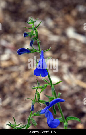 Salvia patens Stockfoto