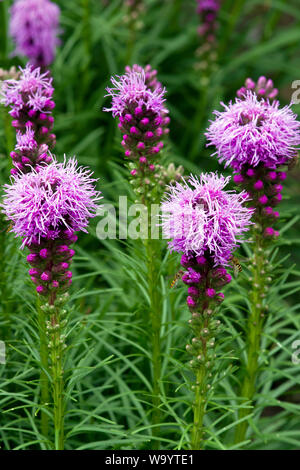 Liatris Spicata 'Kobold' Stockfoto