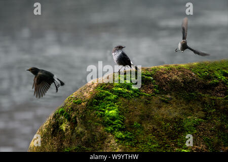 Red Tail wasser Robins Stockfoto