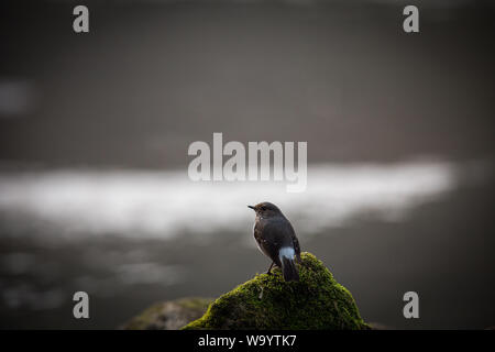 Red Tail wasser Robins Stockfoto