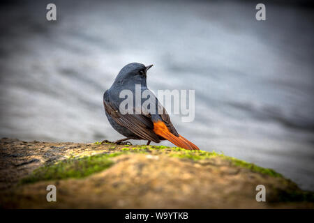 Red Tail wasser Robins Stockfoto