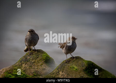 Red Tail wasser Robins Stockfoto