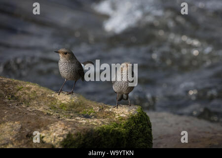 Red Tail wasser Robins Stockfoto