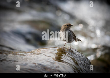 Red Tail wasser Robins Stockfoto