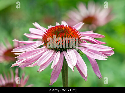 Echinacea purpurea 'Augustkönigin' Stockfoto