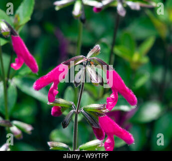 Salvia buchananii Stockfoto