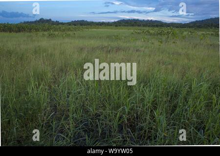 Kaw Marsh Marais de Kaw, Französisch-Guayana, Frankreich Stockfoto