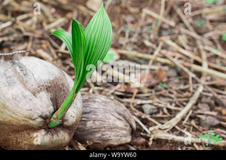 Kokospalmen entstehen auf der Kokosnuss im Sommer. Stockfoto