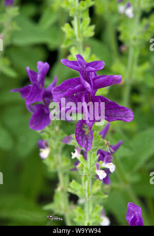Salvia viridis 'Blau' Stockfoto