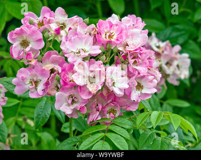 Rose Apple Blossom Stockfoto