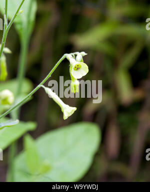 Nicotiana langsdorffii Stockfoto