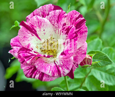 Rose Wow! Stockfoto