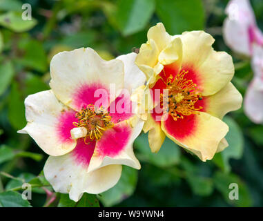 Rose Auge des Tigers Stockfoto