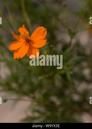 Schöne Schwefel Kosmos Blume, Gelb cosmos Blume, Kosmos Blume Stockfoto