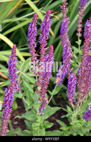 Salvia nemorosa Stockfoto