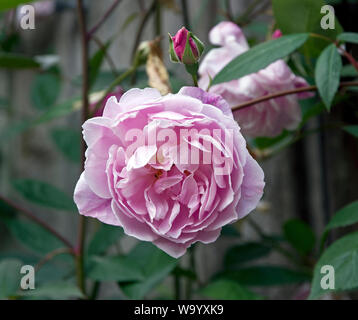 Rose Mortimer Sackler Stockfoto