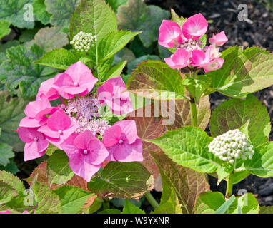 Hydrangea Macrophylla 'Blaumeise' Stockfoto