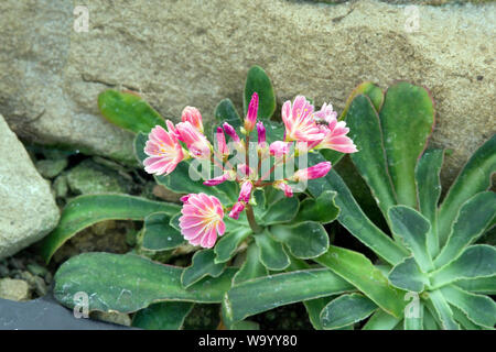 Lewisia cotyledon Stockfoto
