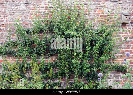 Pear" Louise Bonne von Jersey" Stockfoto