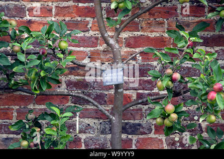 Apple "Worcester Pearmain" Stockfoto