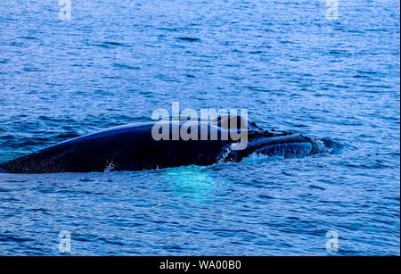 Nahaufnahme eines schwarzen Wals im Wasser Stockfoto