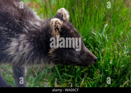 Nahaufnahme des tasmanischen Teufels Beuteltier in einem Grasfeld Stockfoto