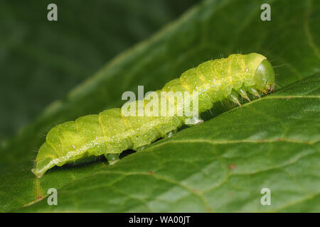 Winkel Schattierungen motte Caterpillar (Phlogophora meticulosa) ruht auf Blatt. Tipperary, Irland Stockfoto
