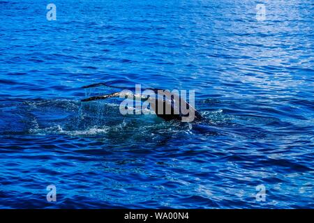 Nahaufnahme des Walschwanzes über dem Wasser Stockfoto