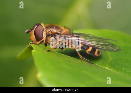 Syrphus torvus Hoverfly weiblichen auf Blatt thront. Tipperary, Irland Stockfoto