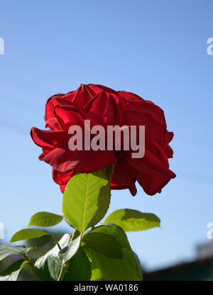 Nahaufnahme einer roten Rose Blume vor einem blauen, klaren Himmel. Stockfoto