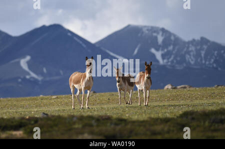 (190816) - Peking, Aug 16, 2019 (Xinhua) - Foto am Juli 29, 2019 zeigt Tibetische Wildesel auf einer Weide Zanda County, im Südwesten Chinas Tibet autonomen Region. Tibet hat erhebliche Fortschritte bei der Wiederherstellung der biologischen Vielfalt gesehen, mit einem Wald Abdeckungsrate von 12,14 Prozent, sagte ein Weißbuch im März dieses Jahres veröffentlicht von Chinas Staatsrat Information Office. Die Bevölkerung der tibetischen Antilopen ist von 60.000 in den 90er Jahren auf mehr als 200.000 und Tibetische Wildesel gewachsen in Zahlen von 50.000 auf 80.000 erhöht haben, beachten Sie das Dokument mit dem Titel "demokratische Reform in Tibet Stockfoto