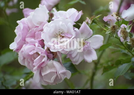 Weiße Rose im Garten. Schöne rosafarbene Rosenblüten auf einem Busch Stockfoto