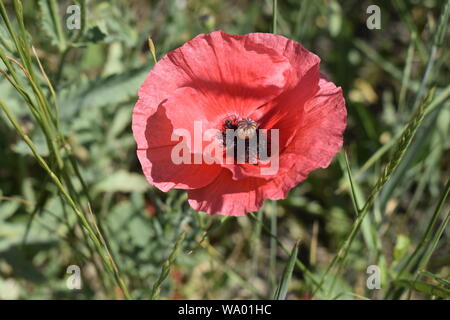 Rot blühende Mohnblume. Wilde Blume des Feldes mit leuchtend scharlachrote Farbe wächst in einer Wiese. Grünen Gras im Hintergrund. Sonniger Frühlingstag in der Natur. Stockfoto