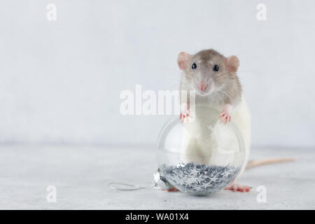 Graue Ratte mit weißen Weihnachten Glaskugel Dekoration. Chinesisches Neujahr 2020 kreatives Konzept. Stockfoto