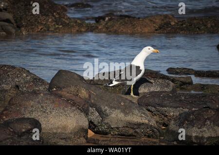 Southern black-backed Gull (Larus dominicanus), am Strand von Cannon Rocks, Eastern Cape, Südafrika Stockfoto