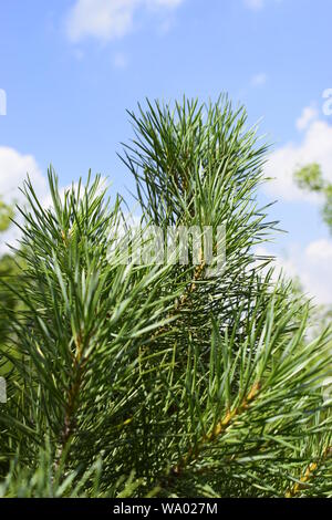 Ein Zweig der grünen Pinien mit Nadeln, an einem Sommertag, gegen den Himmel. Unscharfer Hintergrund von grünen Pinien Zweig mit langen grünen Nadeln unter blauem Himmel. F Stockfoto