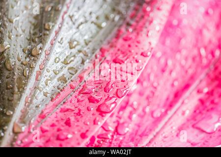 Extreme Nahaufnahme einer rosa und grauen Blume bedeckt Wassertropfen - eine schöne Naturtapete Stockfoto
