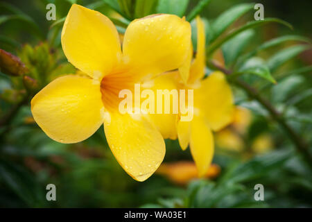 Allamanda gelbe Blumen, es ist eine Gattung von Blütenpflanzen in der Familie, dogbane Apocynaceae. Close-up Hintergrund Foto mit selektiven Fokus i Stockfoto