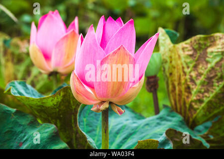 Leuchtend rosa waterlily Knospen. Lotus Blumen. Nahaufnahme mit selektiven Fokus im malaysischen Regenwald genommen Stockfoto