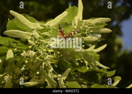 Linde und Blüten. Ein Schmetterling Pollen sammeln. Vanessa cardui, Painted Lady Butterfly On linden Blumen closeup Stockfoto