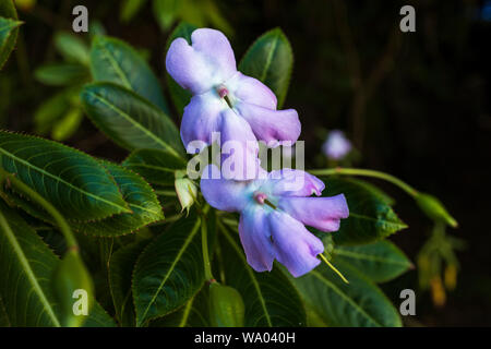 Impatiens sodenii, Arme-Leute-Rhododendron, Oliver's Rühr-mich-nicht, und Strauch Balsam, Ruigomez, Teneriffa, Kanarische Inseln, Spanien wächst Stockfoto