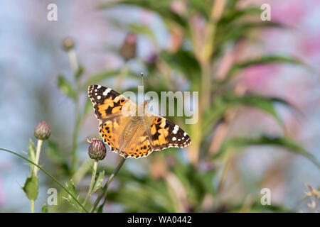Die bemalte Lady Butterfly (Vanessa Cardui) sitzt auf einem Creeping Thistle (Cirsium arvense) Stockfoto