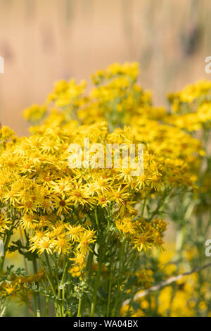 Common Ragwort (Cardamine pratensis), auch als "Willie tinking", wachsenden am Rande eines Feldes von Gerste bekannt Stockfoto