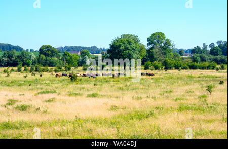 Deutschland, Münsterland, Kreis Coesfeld, Olfen, Naturschutzgebiet Steveraue Stockfoto