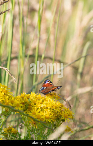 Eine europäische Schmetterlingsfliege (Aglais IO), die sich an den Rand eines Getreidefelds von gemeiner Ragwurz (Senecio jacobaea) im Gras ernährt Stockfoto