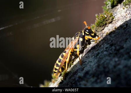 Königin der Gallische Feldwespe (feldwespe dominula), auch Französische Feldwespe oder Haus-Feldwespe, Ordnung Hautflügler (Hymenoptera), Familie faltet Stockfoto
